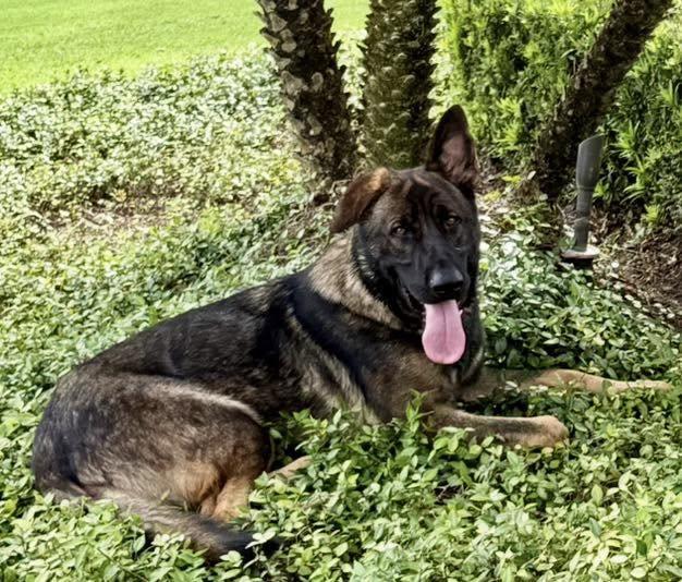 King 3151, a Adoptable German Shepherd Dog in Pompano Beach, FL image 3/3