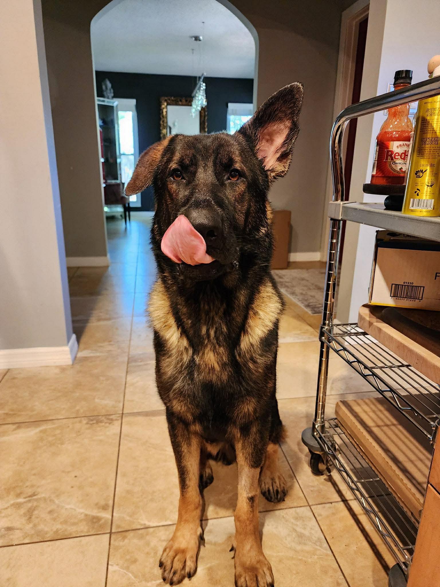 Enlarge King 3151, a Adoptable German Shepherd Dog in Pompano Beach, FL image 2/3