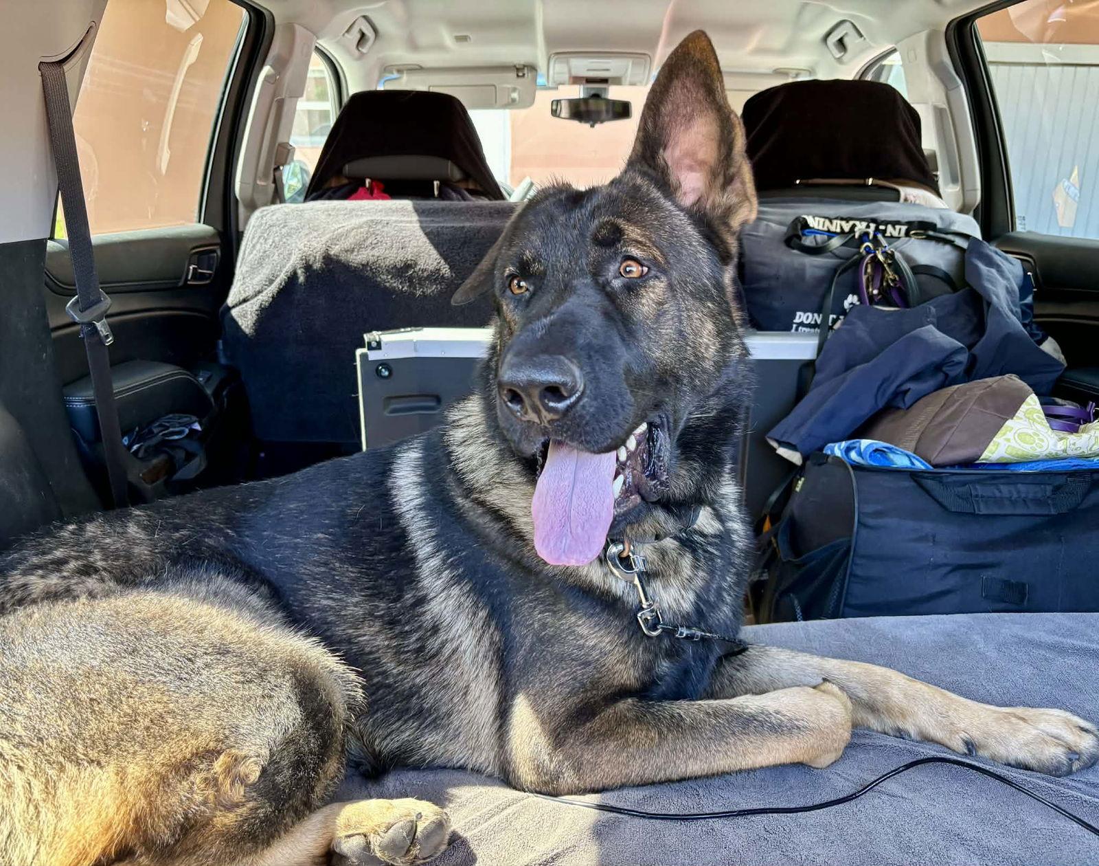 Enlarge King 3151, a Adoptable German Shepherd Dog in Pompano Beach, FL image 3/3