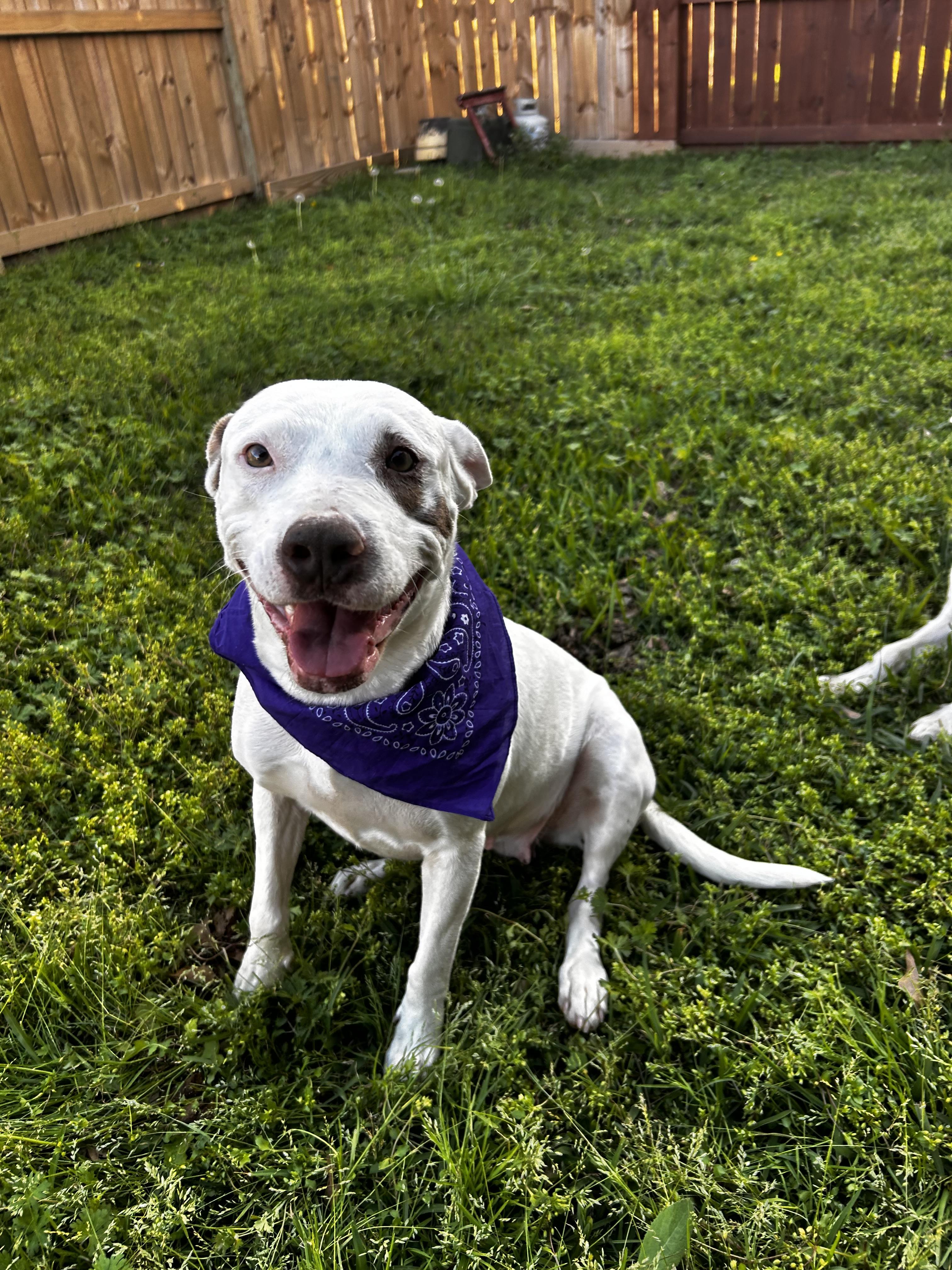 Enlarge Amorette, a Adoptable mixed breed in Marysville, OH image 3/5