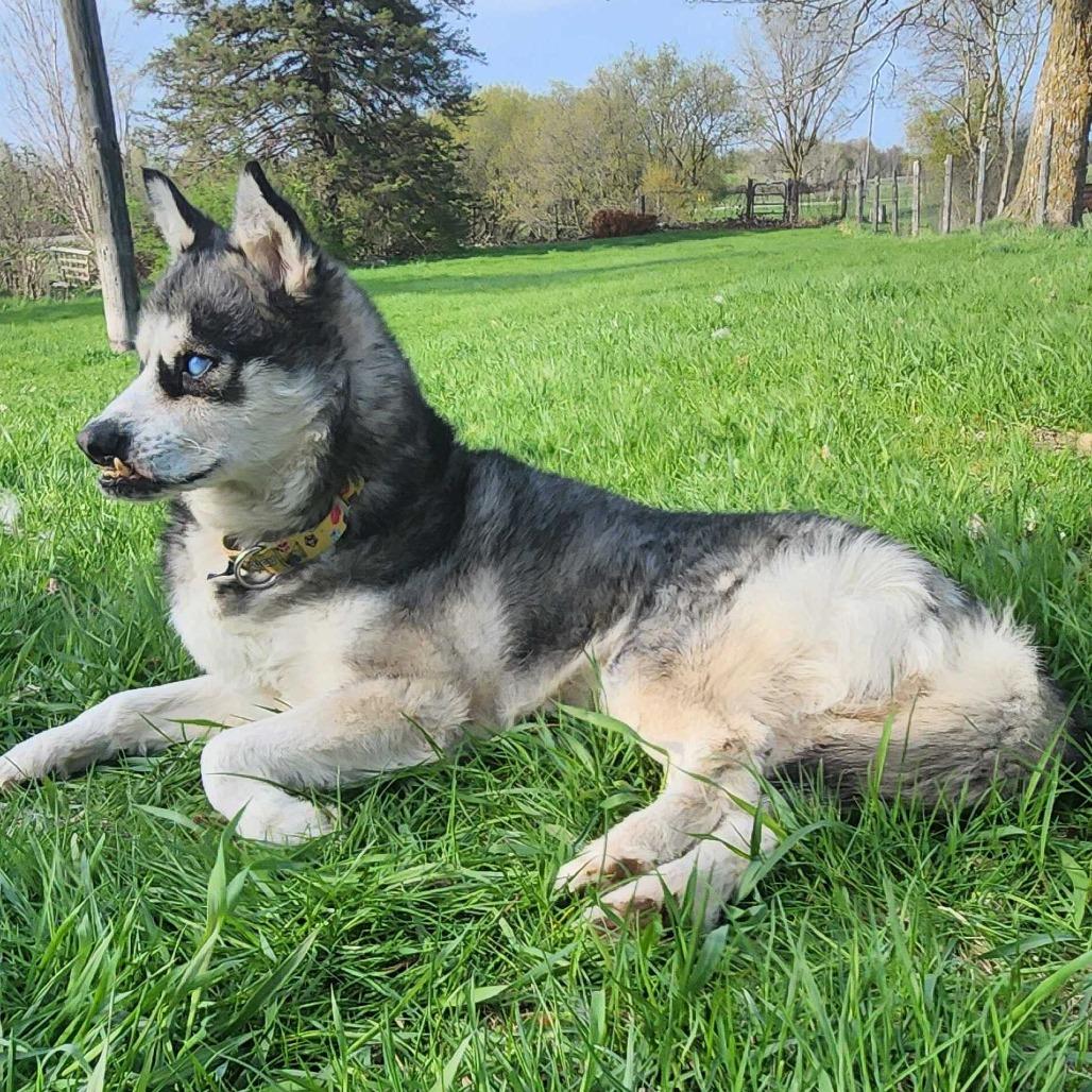 Buck, Adoptable, Senior Male Husky & Mixed Breed.
