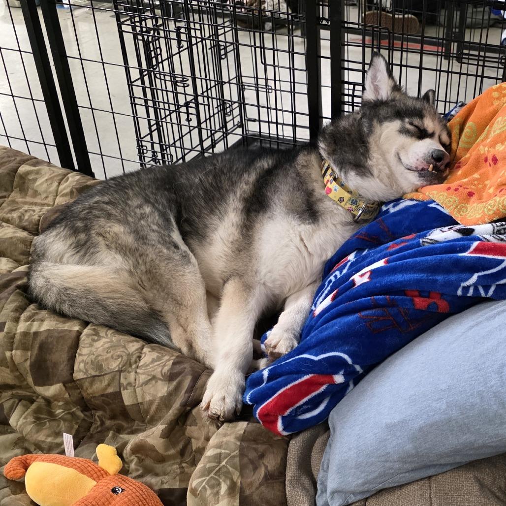 Enlarge Buck, a Adoptable mixed breed in Glenfield, NY image 2/5