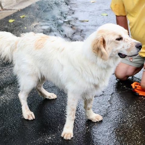 Enlarge Doogie, an adopted mixed breed in Palatine, IL image 4/4