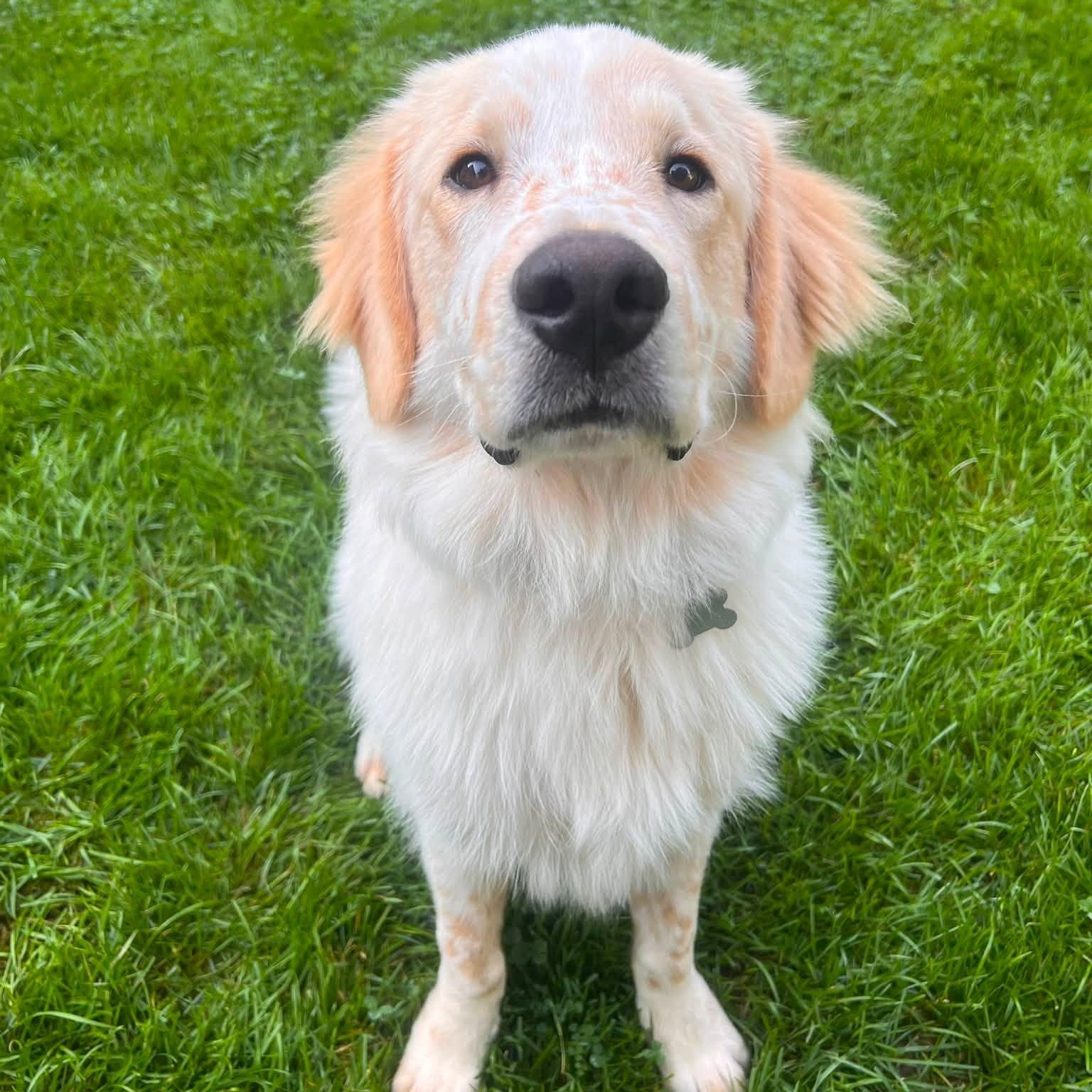 Doogie, adopted, Young Male Retriever & Great Pyrenees.