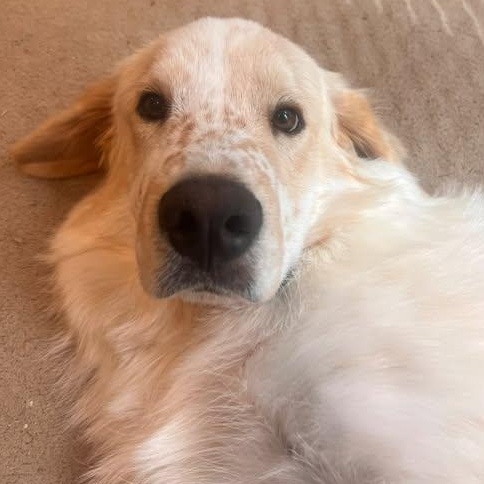 Enlarge Doogie, an adopted mixed breed in Palatine, IL image 3/4