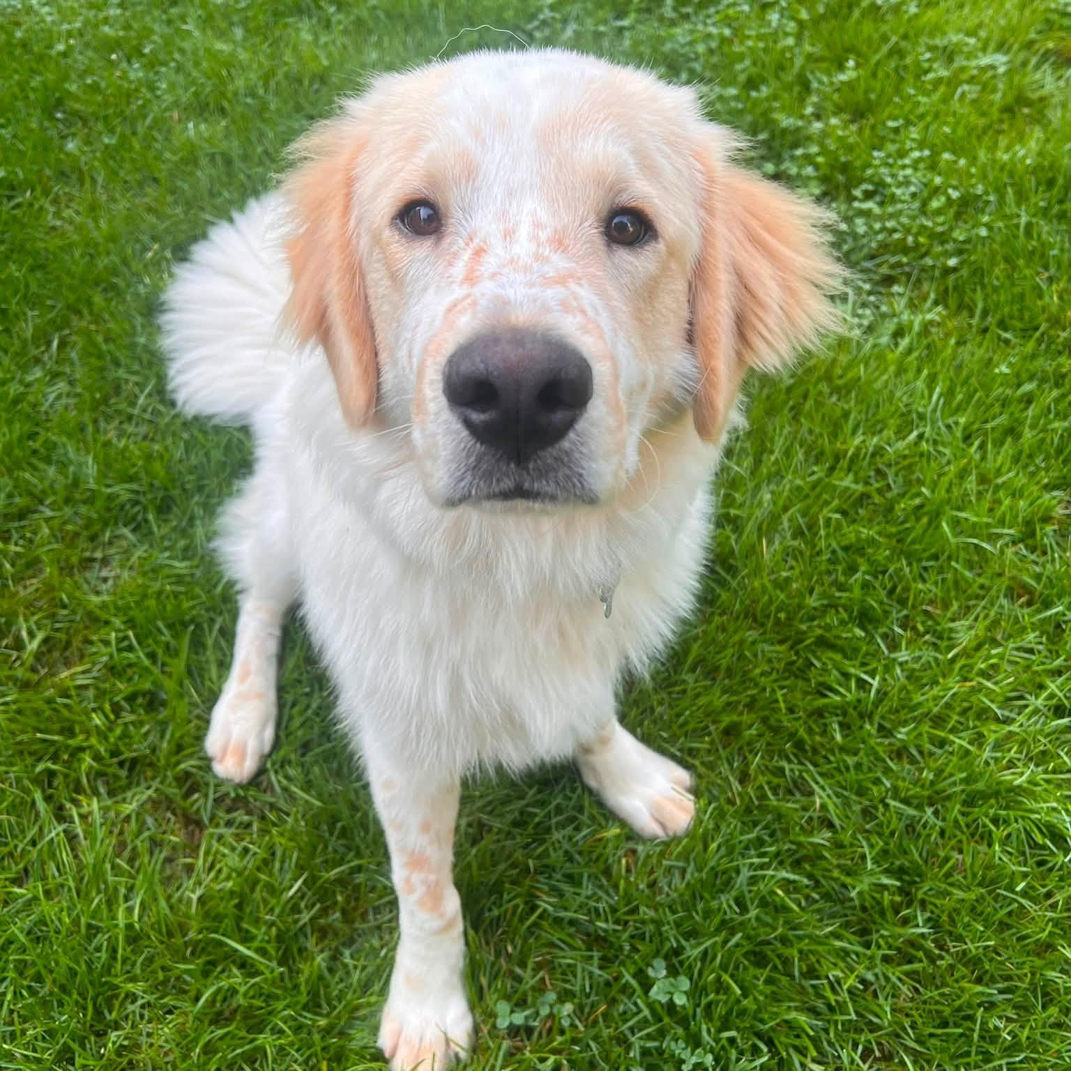Enlarge Doogie, an adopted mixed breed in Palatine, IL image 2/4