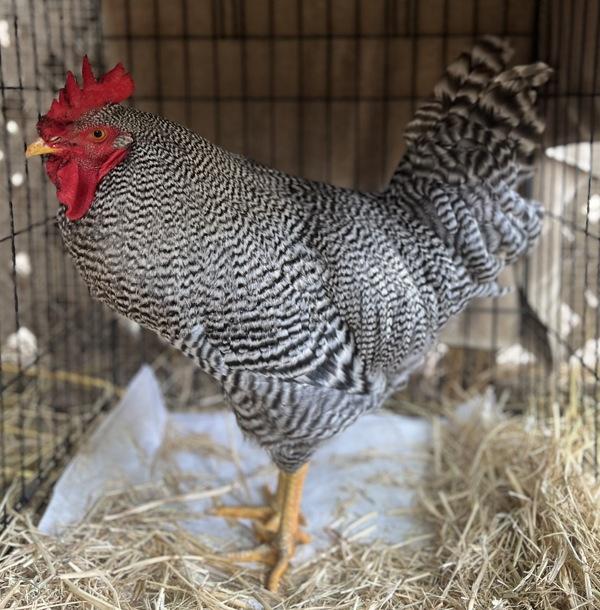A.B. Gail, Adoptable, Young Male Chicken.