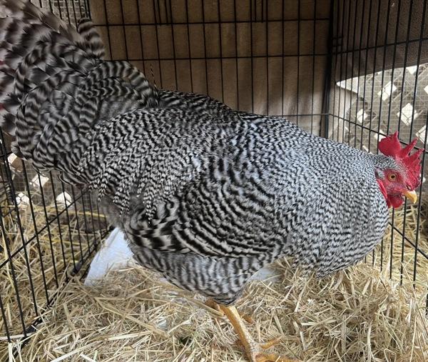 Enlarge A.B. Gail, a Adoptable mixed breed in Monterey, CA image 2/3