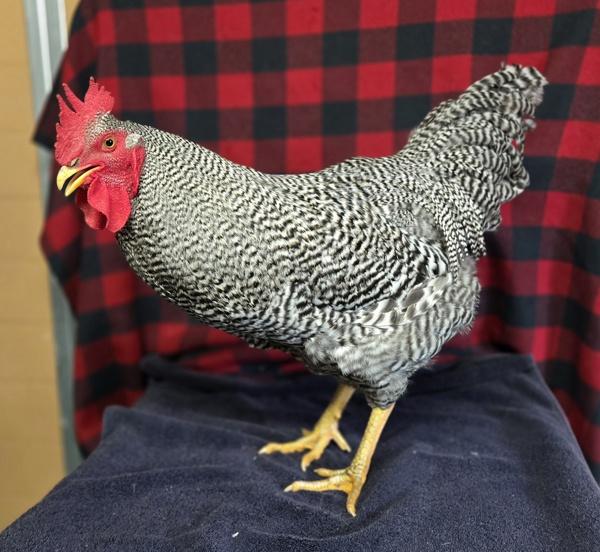 Enlarge A.B. Gail, a Adoptable mixed breed in Monterey, CA image 3/3