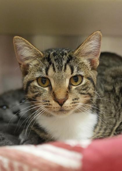 Enlarge Totpachi 60136, a Adoptable Domestic Short Hair in Aiken, SC image 2/2