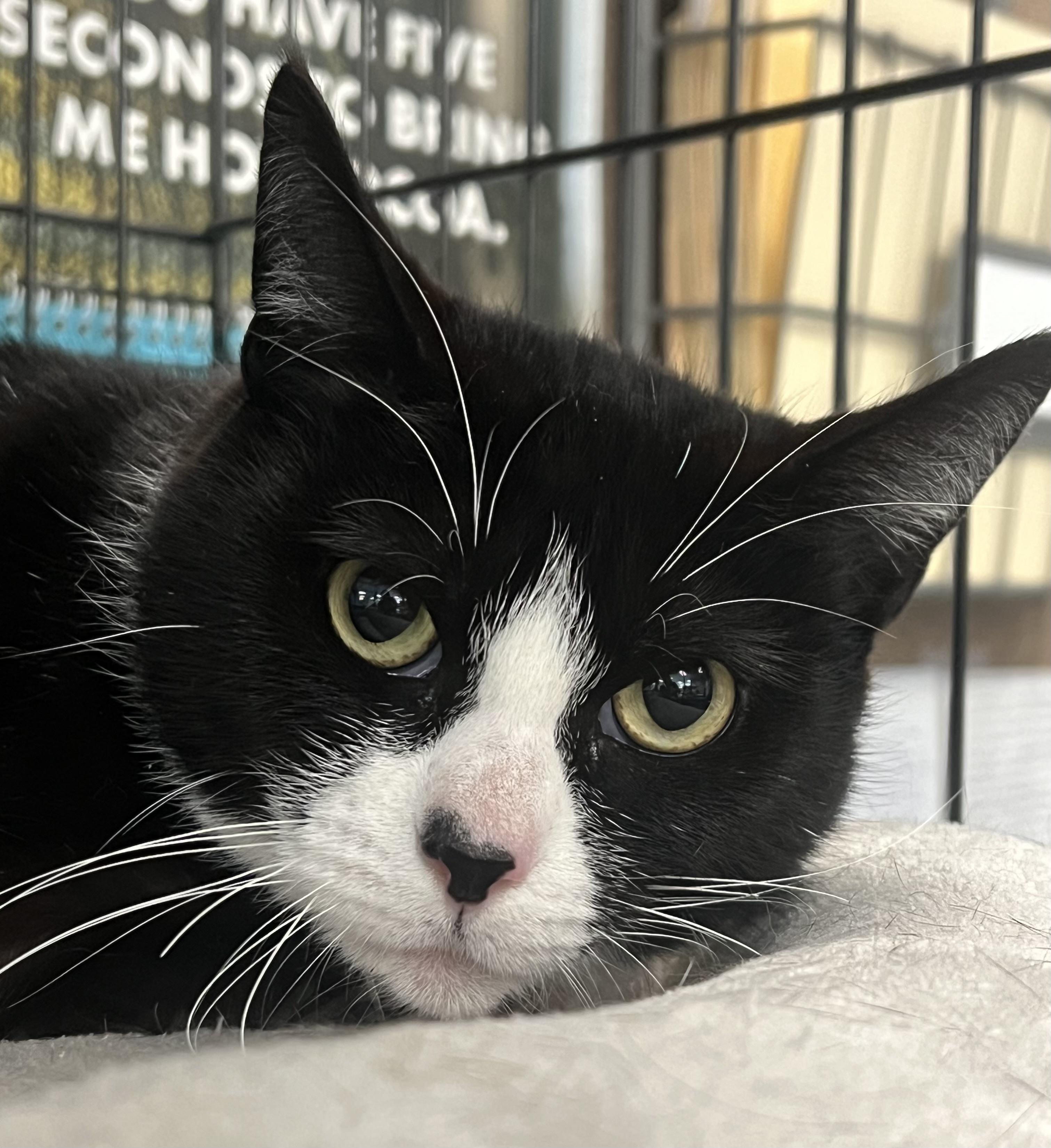 Enlarge Suzy Q, a ADOPTABLE Domestic Short Hair in Johnston, RI image 6/6