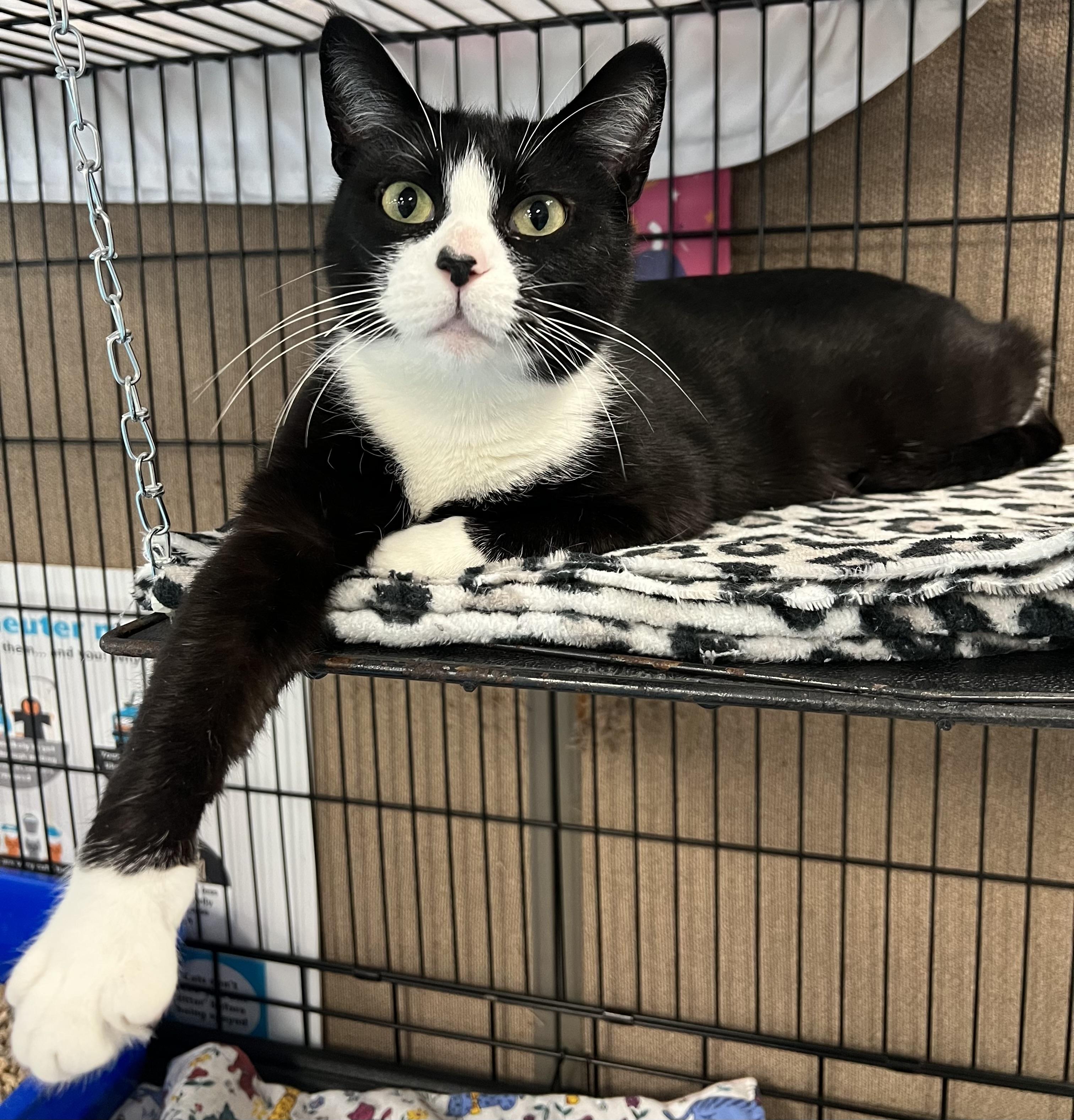 Enlarge Suzy Q, a ADOPTABLE Domestic Short Hair in Johnston, RI image 2/6