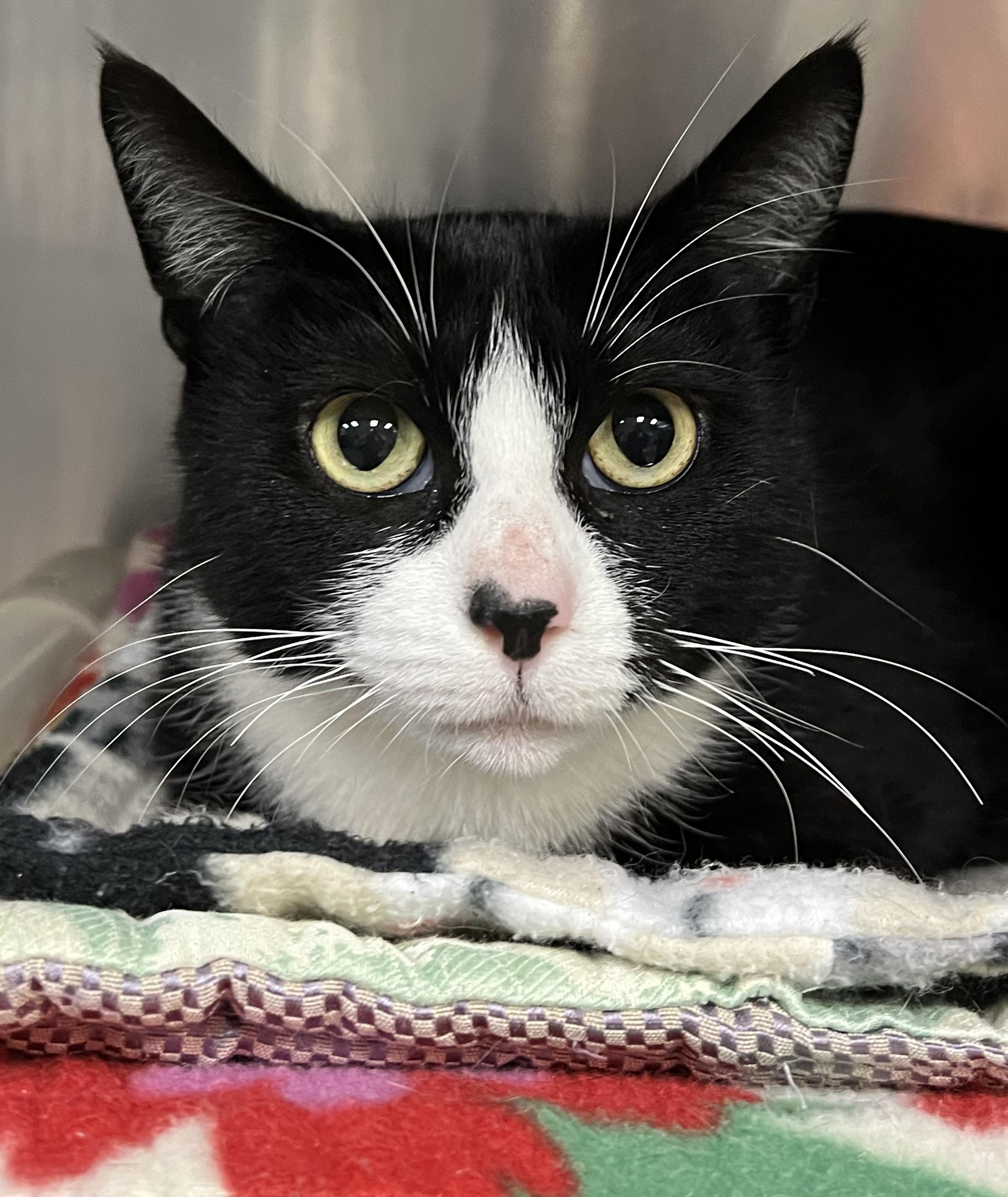 Enlarge Suzy Q, a ADOPTABLE Domestic Short Hair in Johnston, RI image 3/6