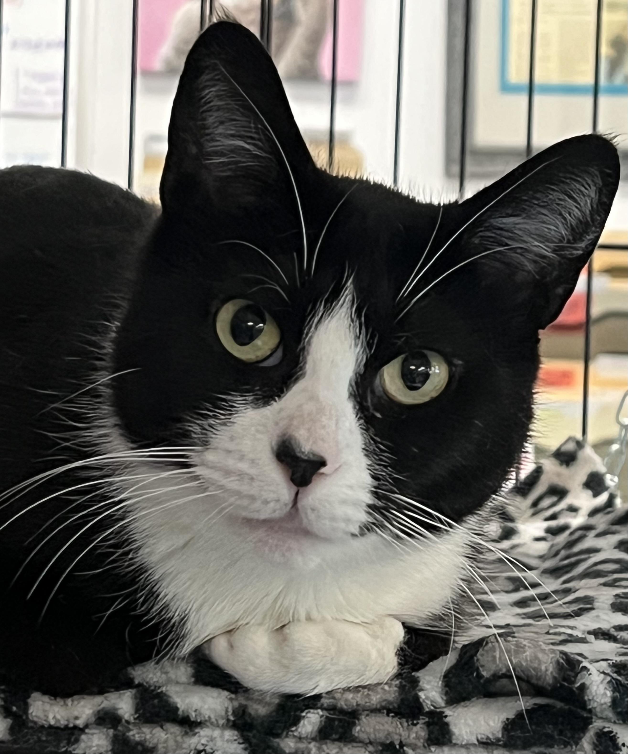 Enlarge Suzy Q, a ADOPTABLE Domestic Short Hair in Johnston, RI image 4/6