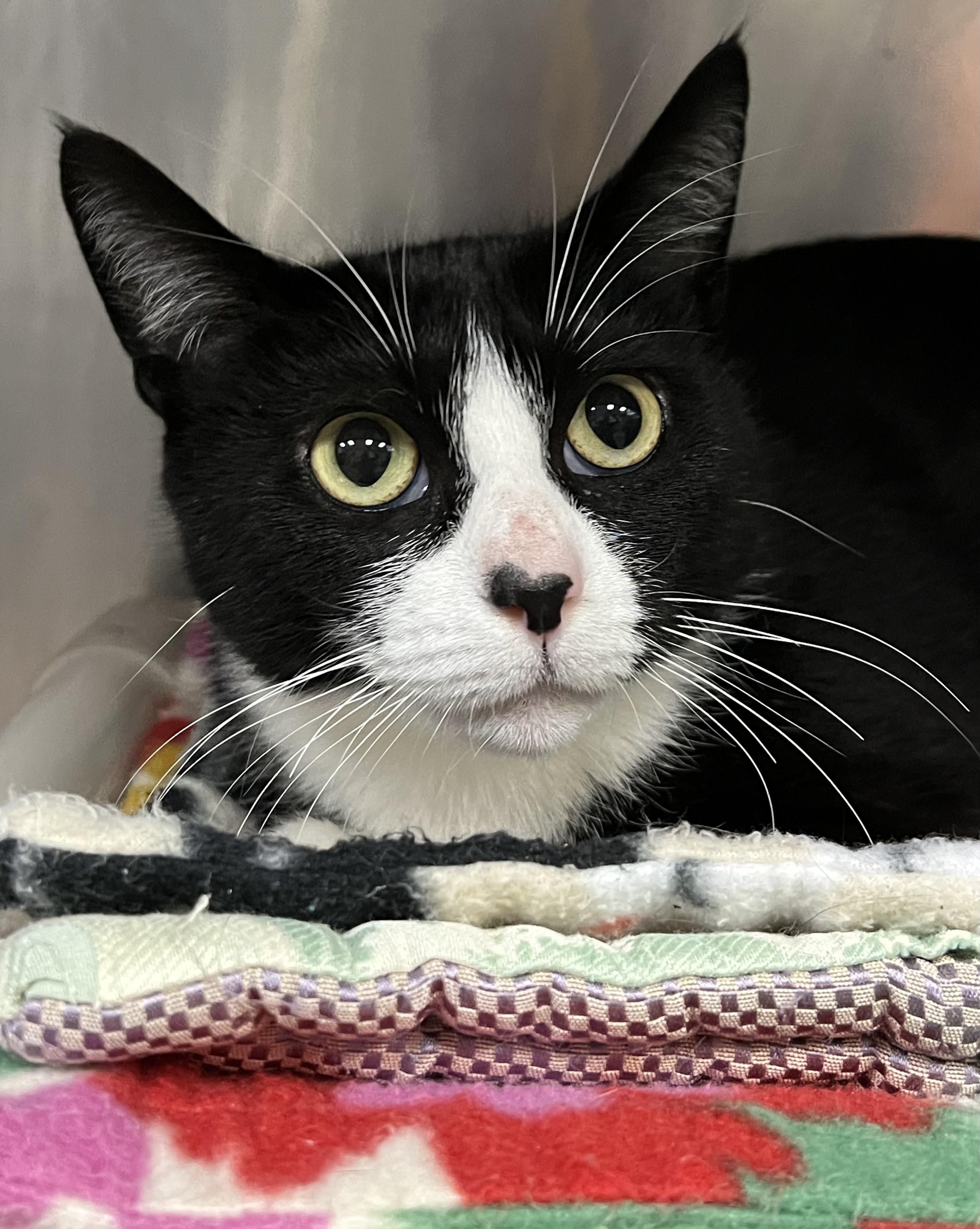 Enlarge Suzy Q, a ADOPTABLE Domestic Short Hair in Johnston, RI image 5/6