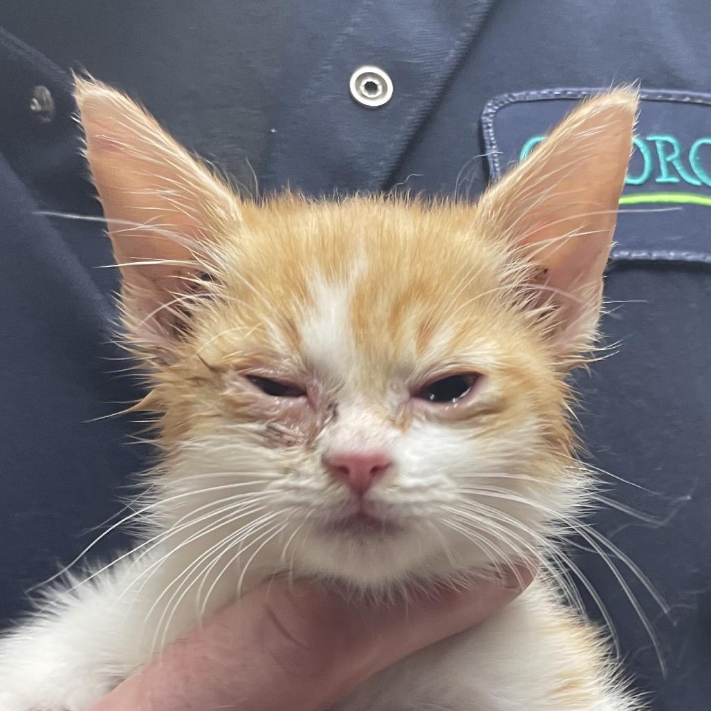 Harley, Adoptable, Kitten Male Domestic Short Hair.