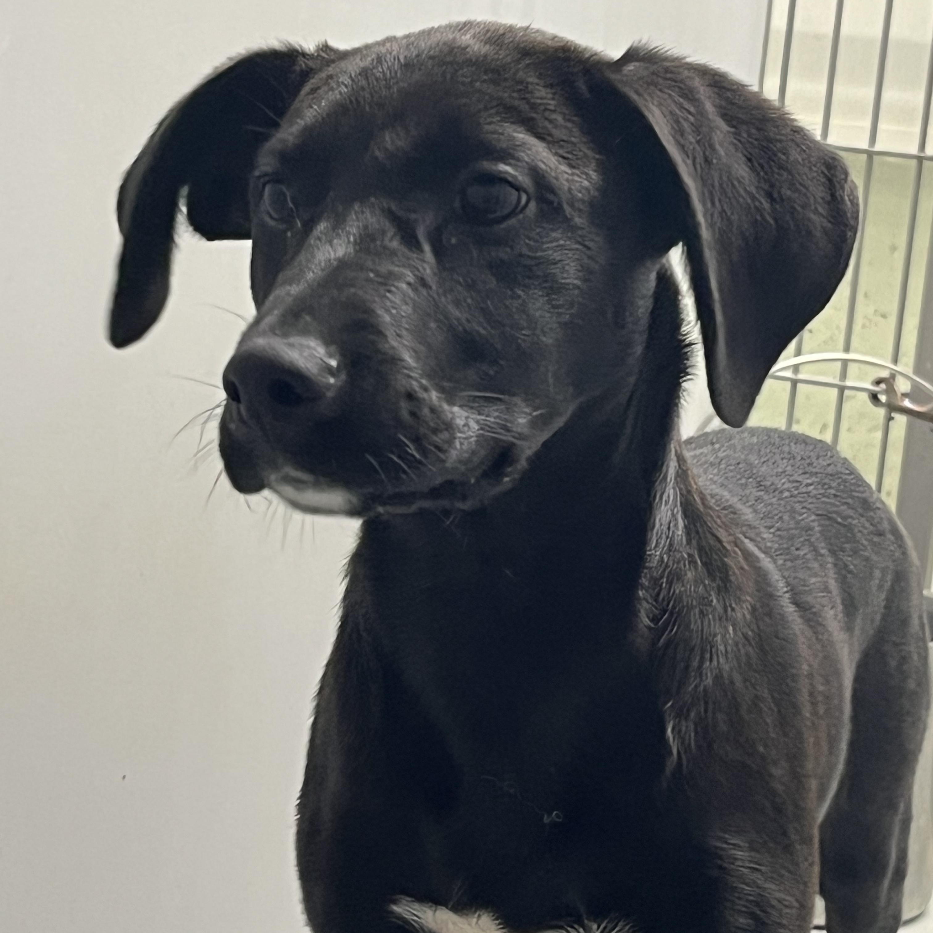 Enlarge Talon, a ADOPTABLE mixed breed in Farmington, MO image 2/6