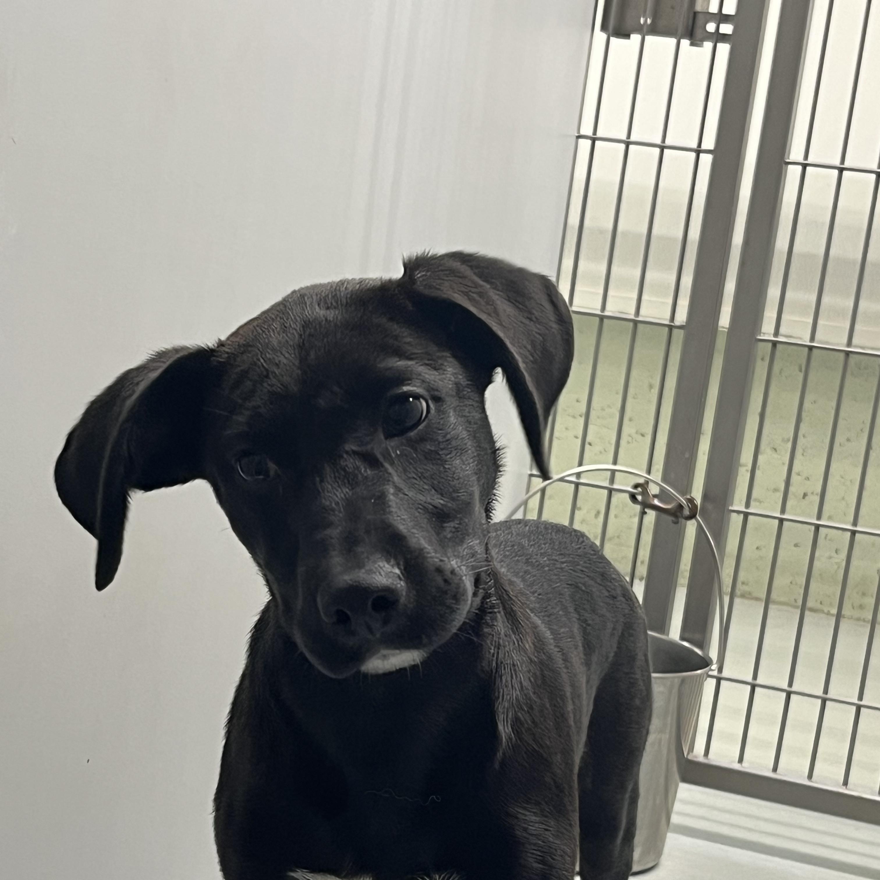 Enlarge Talon, a ADOPTABLE mixed breed in Farmington, MO image 3/6