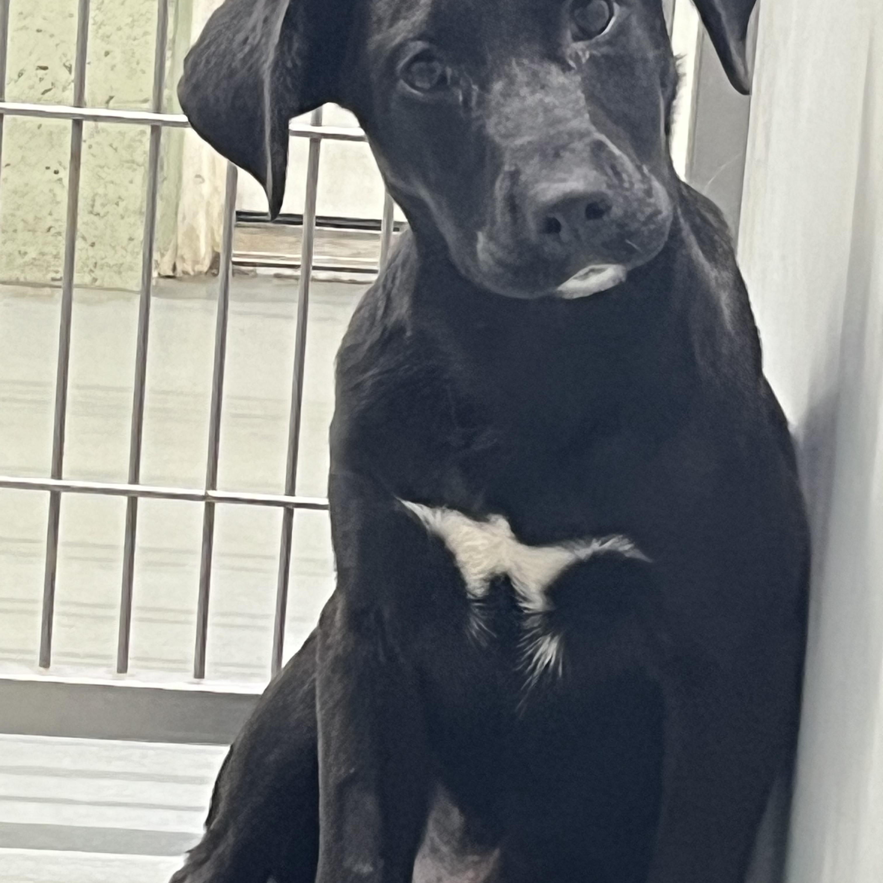 Enlarge Talon, a ADOPTABLE mixed breed in Farmington, MO image 6/6
