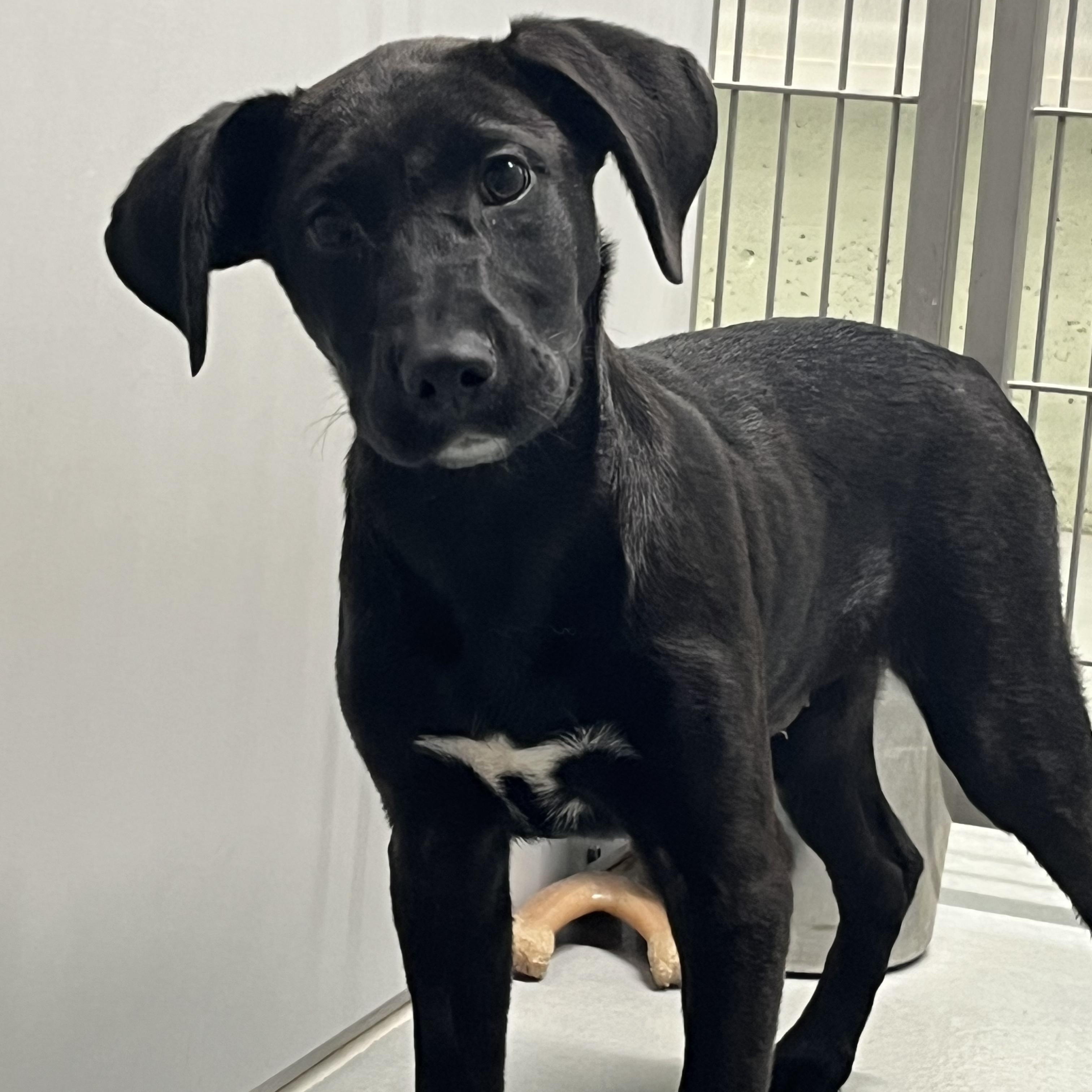 Enlarge Talon, a ADOPTABLE mixed breed in Farmington, MO image 5/6