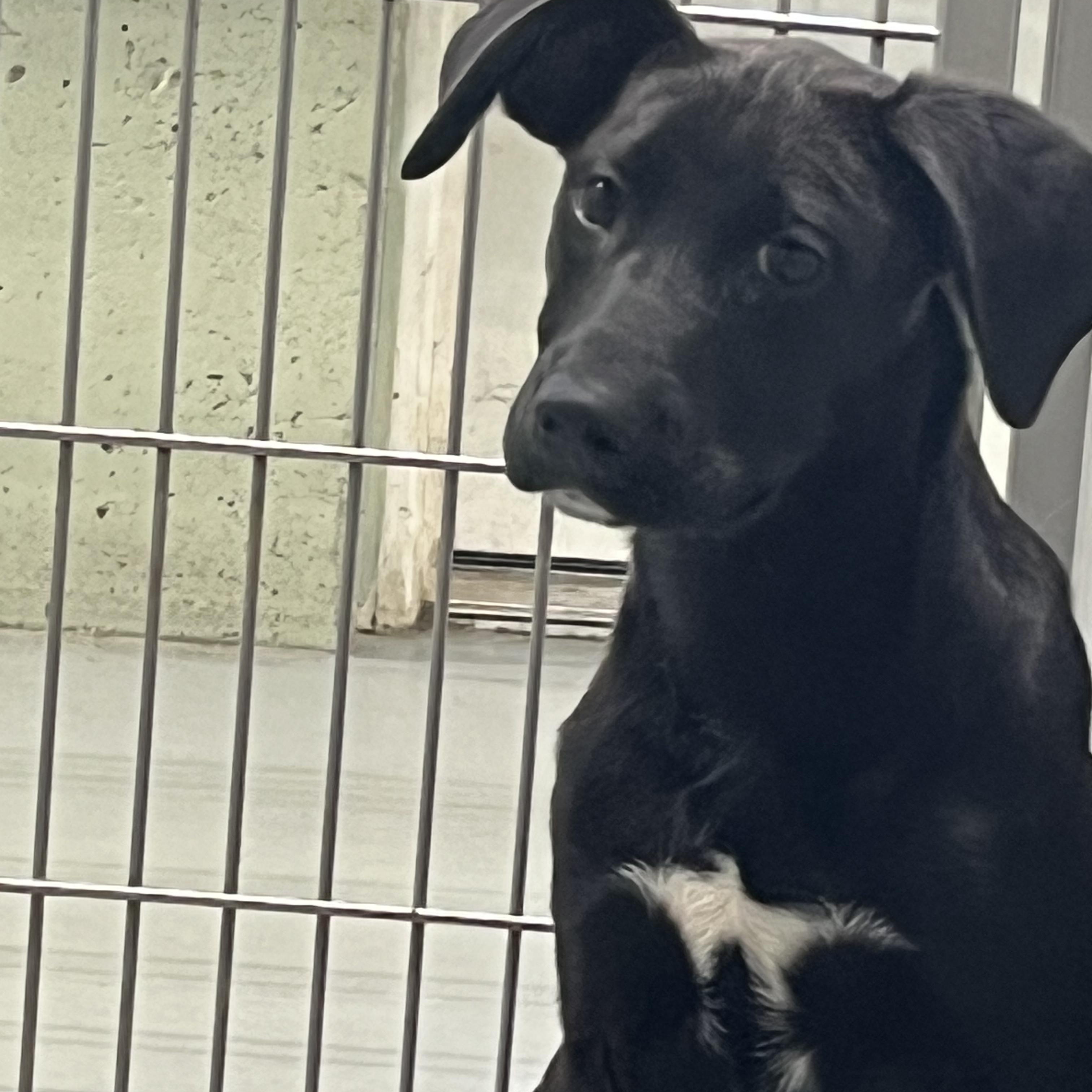 Enlarge Talon, a ADOPTABLE mixed breed in Farmington, MO image 4/6