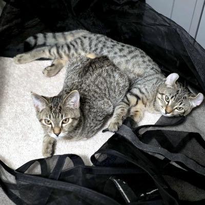 Arwen & Frodo, an adopted Exotic Shorthair in Mississauga, ON image 6/6