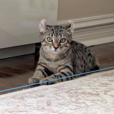 Arwen & Frodo, an adopted Exotic Shorthair in Mississauga, ON image 4/6