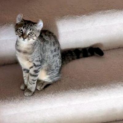 Arwen & Frodo, an adopted Exotic Shorthair in Mississauga, ON image 2/6