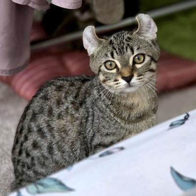 Arwen & Frodo, adopted, Kitten Female Exotic Shorthair.