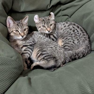 Arwen & Frodo, an adopted Exotic Shorthair in Mississauga, ON image 5/6