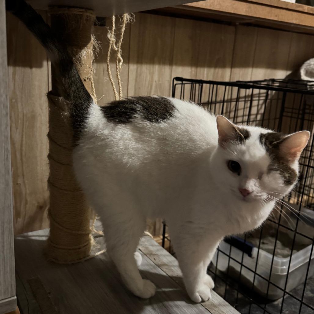 Enlarge Prynne McCracken, a Adoptable Domestic Short Hair in Merrifield, VA image 1/6