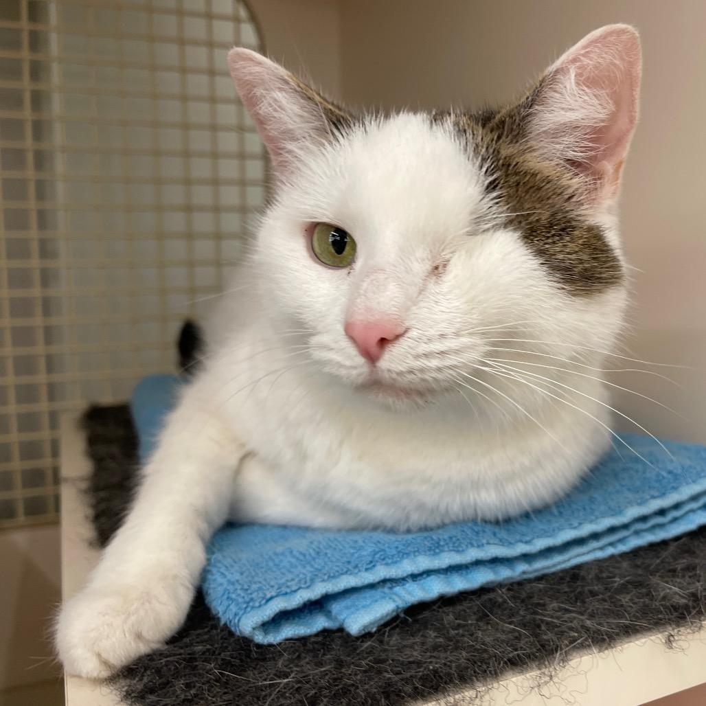Enlarge Prynne McCracken, a Adoptable Domestic Short Hair in Merrifield, VA image 2/6