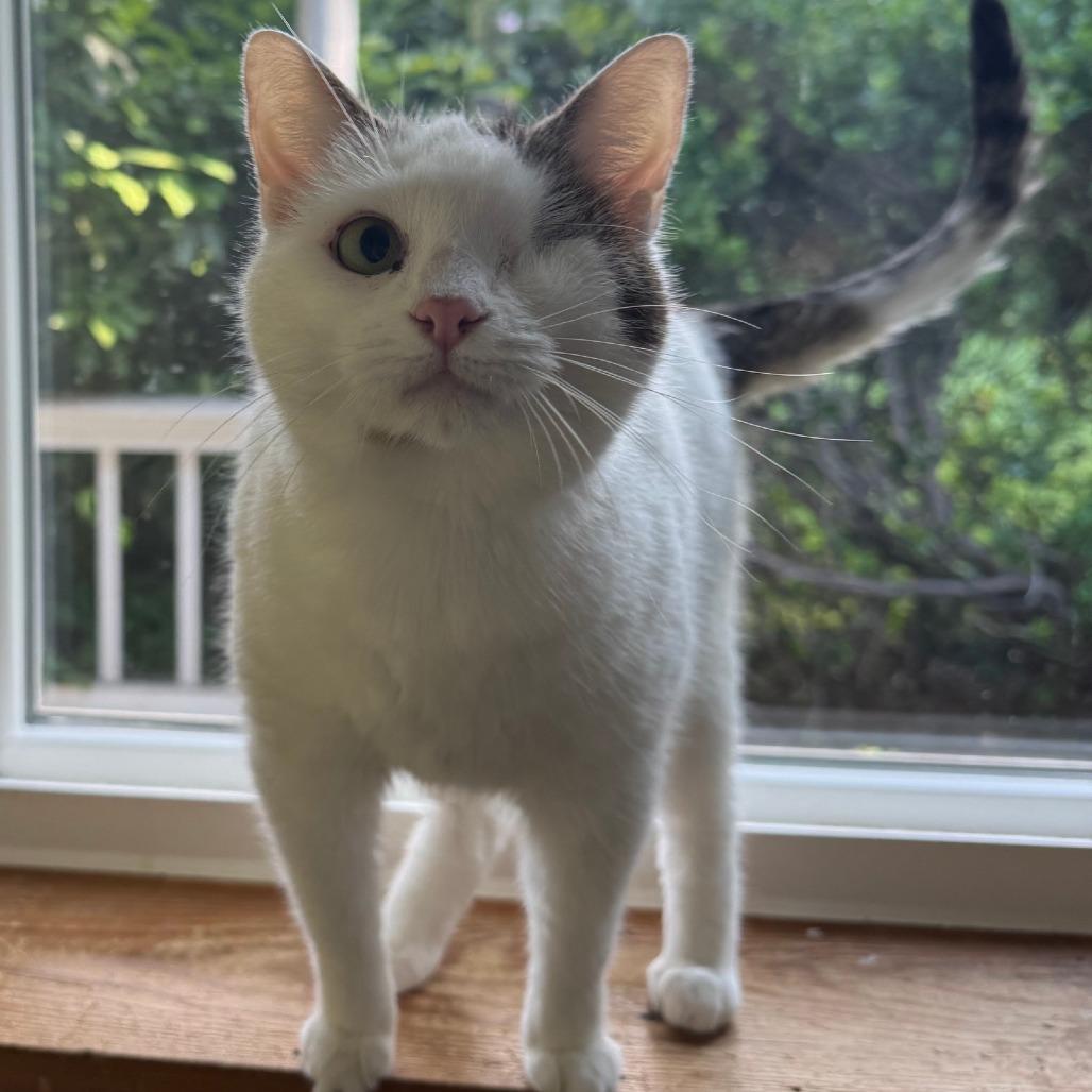 Enlarge Prynne McCracken, a Adoptable Domestic Short Hair in Merrifield, VA image 3/6