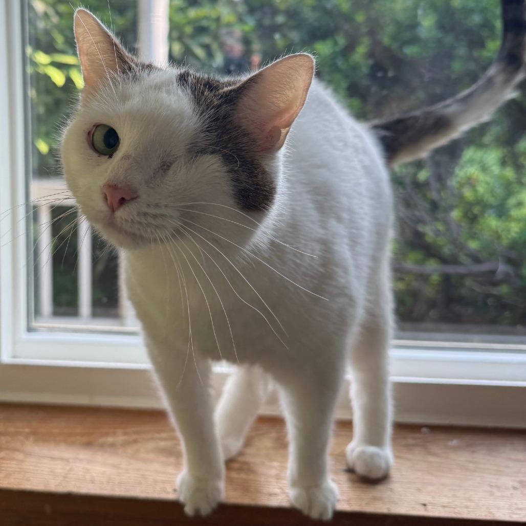 Enlarge Prynne McCracken, a Adoptable Domestic Short Hair in Merrifield, VA image 4/6