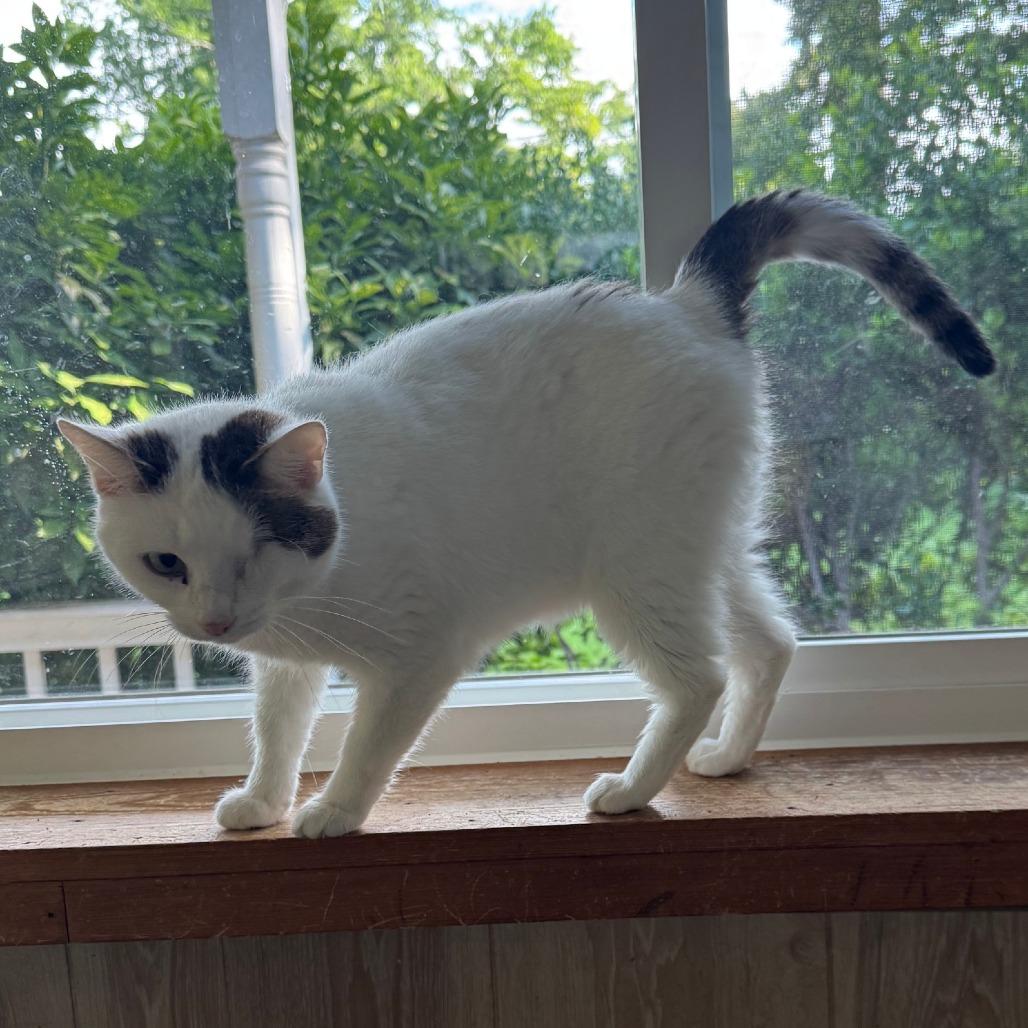 Enlarge Prynne McCracken, a Adoptable Domestic Short Hair in Merrifield, VA image 5/6