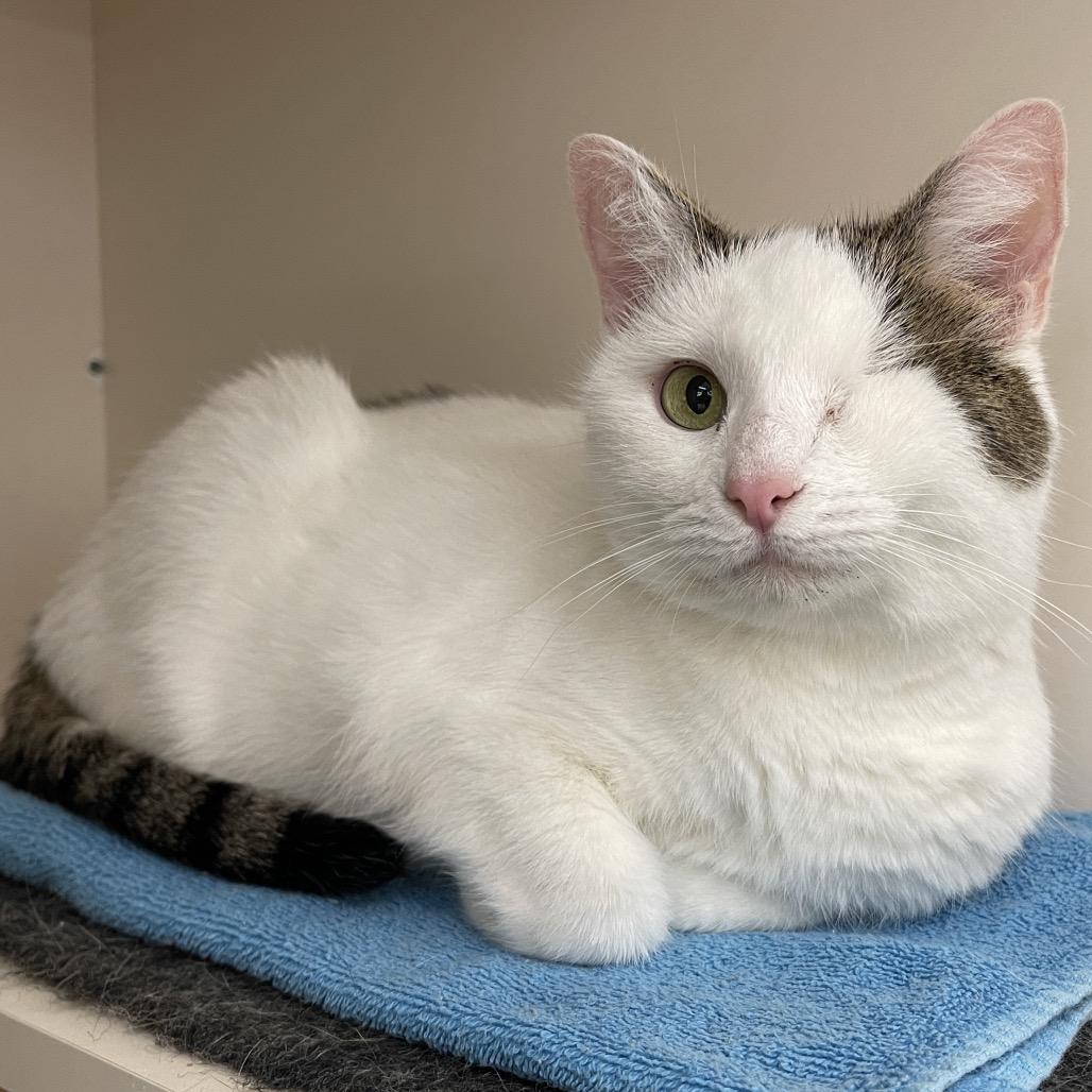Enlarge Prynne McCracken, a Adoptable Domestic Short Hair in Merrifield, VA image 6/6