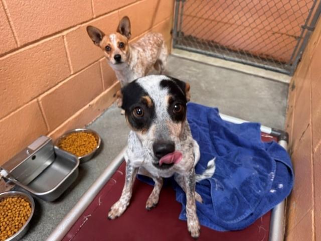 Enlarge ALADDIN, a Adoptable Australian Cattle Dog / Blue Heeler in Fairfield, CA image 1/1