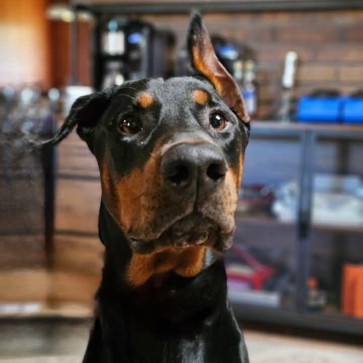 Zeus, a Adoptable Doberman Pinscher in Harahan, LA image 1/2