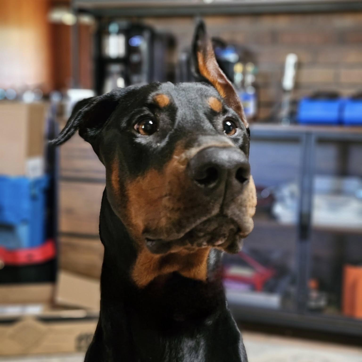 Zeus, a Adoptable Doberman Pinscher in Harahan, LA image 2/2