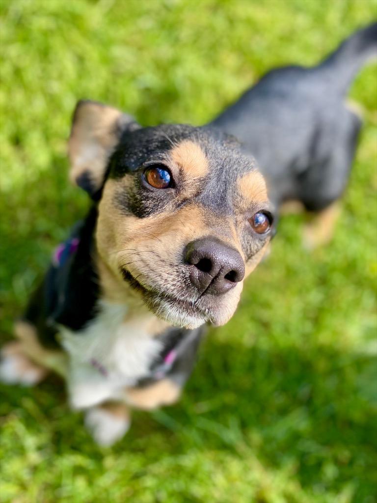 Alexis, Adoptable, Adult Female Chihuahua & Dachshund.