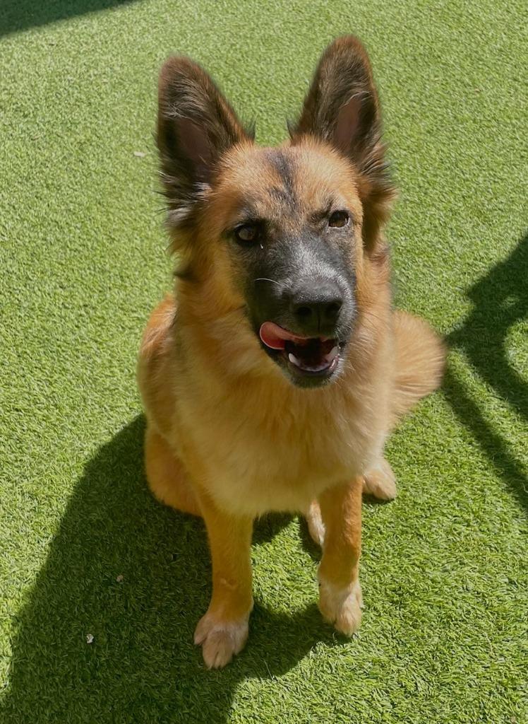 Foxy, a Adoptable German Shepherd Dog in Fort Worth, TX image 1/4