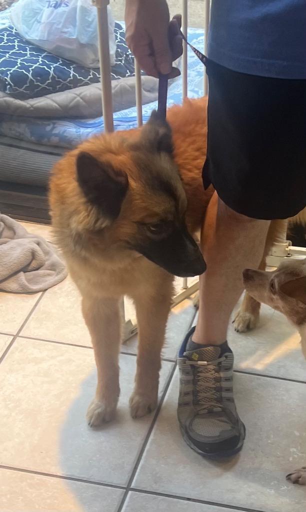 Foxy, a Adoptable German Shepherd Dog in Fort Worth, TX image 2/4