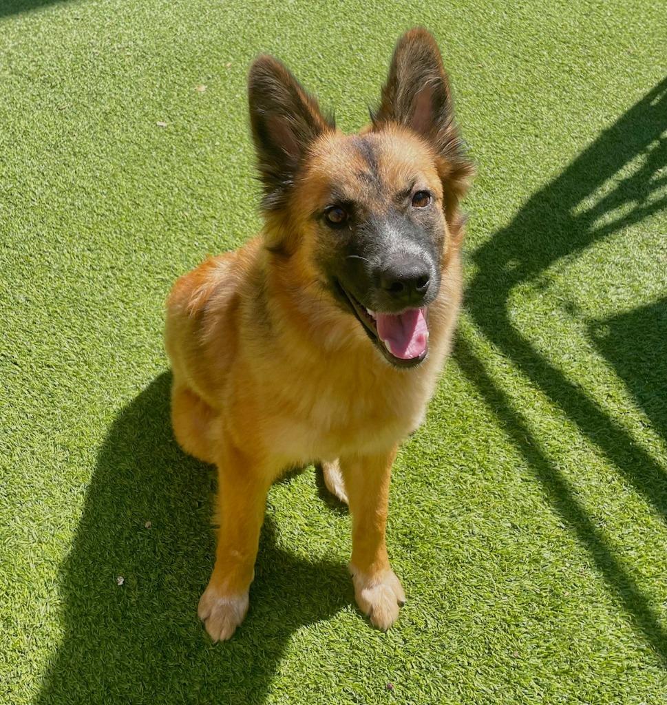 Foxy, a Adoptable German Shepherd Dog in Fort Worth, TX image 3/4