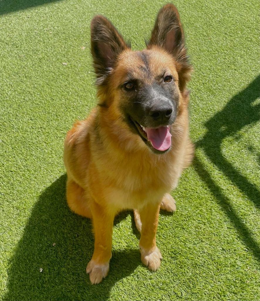 Foxy, a Adoptable German Shepherd Dog in Fort Worth, TX image 4/4