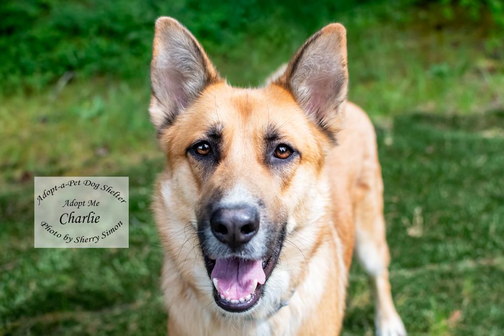 CHARLIE, a Adoptable mixed breed in Shelton, WA image 1/6