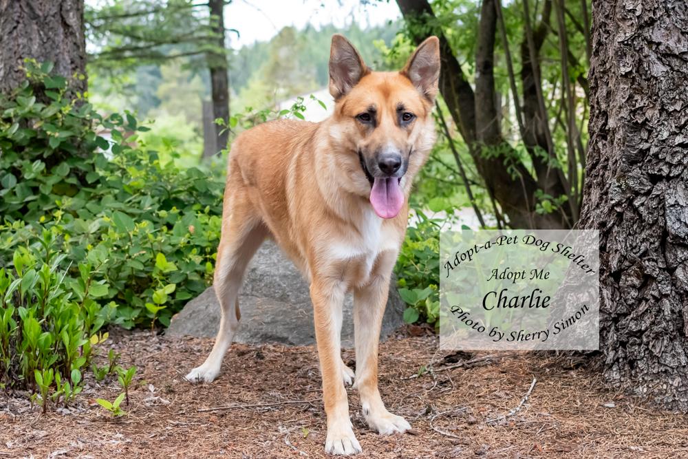 CHARLIE, a Adoptable mixed breed in Shelton, WA image 3/6