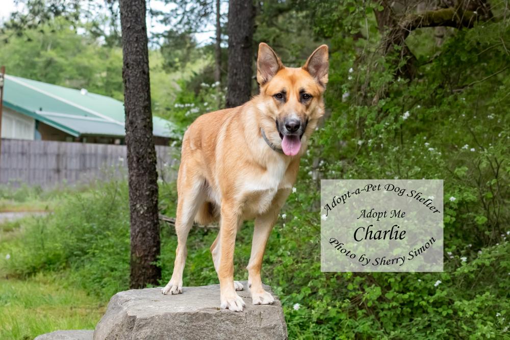 CHARLIE, a Adoptable mixed breed in Shelton, WA image 4/6