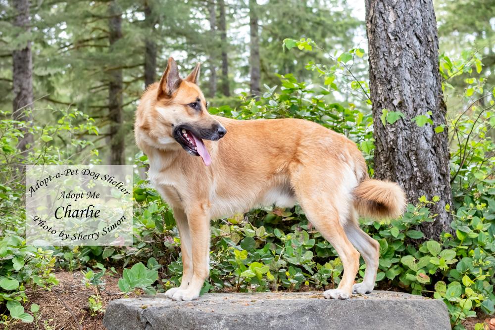 CHARLIE, a Adoptable mixed breed in Shelton, WA image 6/6