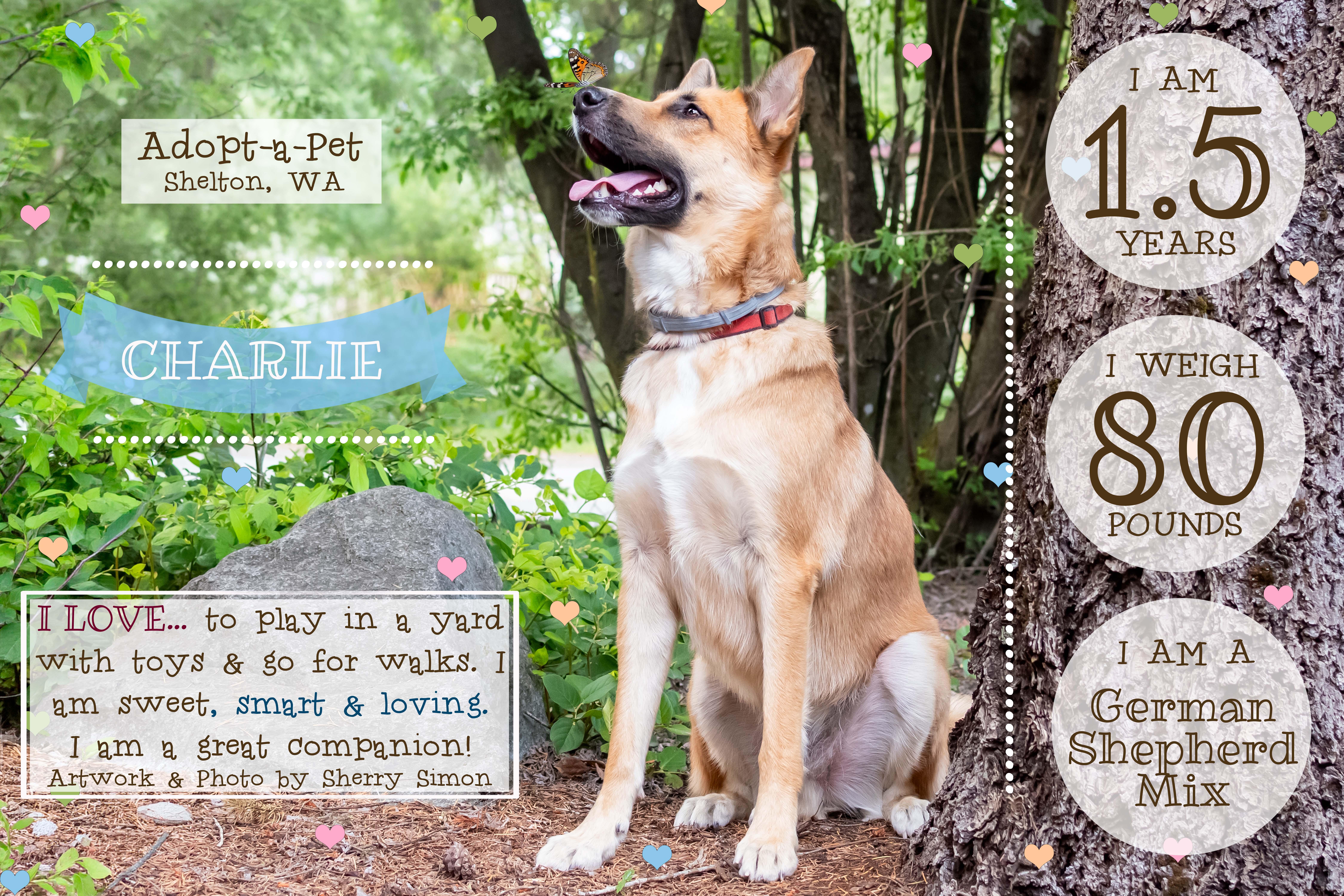 CHARLIE, a Adoptable mixed breed in Shelton, WA image 2/6