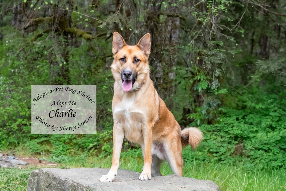 CHARLIE, a Adoptable mixed breed in Shelton, WA image 5/6